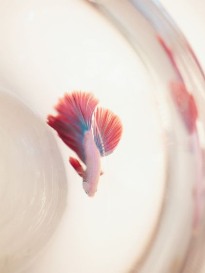 L'Étui à Lunettes - Star Flame