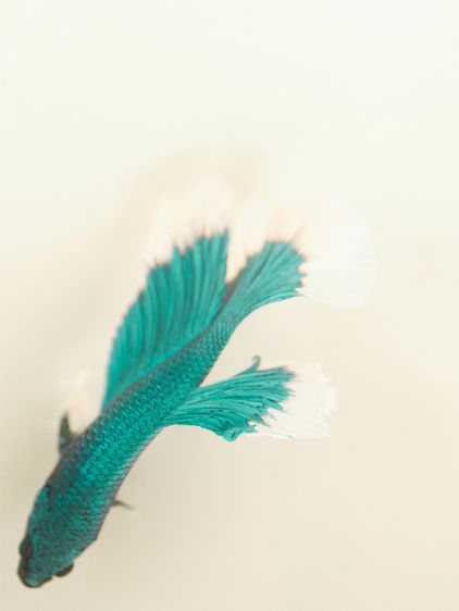 L'Étui à Lunettes - Lagoon Star 