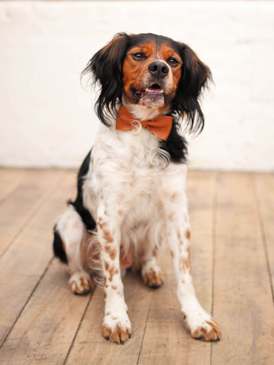 leather-bow-knot-brown-front-view-picture-lenoeud-papillon-light-brown-paul-marius-3760125331348